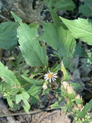 Eurybia divaricata