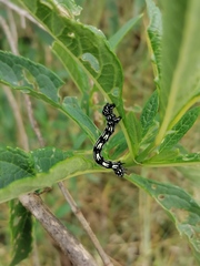 Acronyctodes mexicanaria