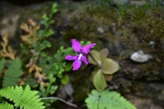 Pinguicula moranensis