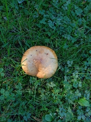 Suillus grevillei