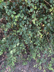 Spiraea blumei