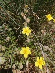 Helianthemum