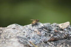 Helophilus pendulus