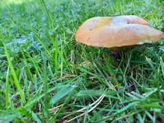 Suillus grevillei