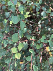 Spiraea blumei