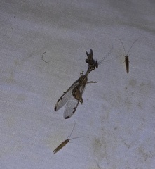 Dicromantispa interrupta