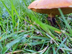 Suillus grevillei