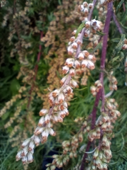 Artemisia vulgaris