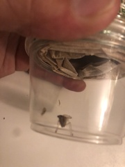 Dicromantispa interrupta