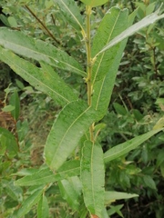 Salix gmelinii