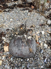 Limulus polyphemus