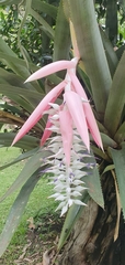 Aechmea mcvaughii