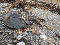 Limulus polyphemus