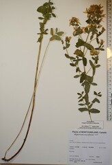 Hypericum maculatum obtusiusculum