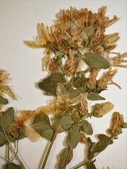 Hypericum maculatum obtusiusculum