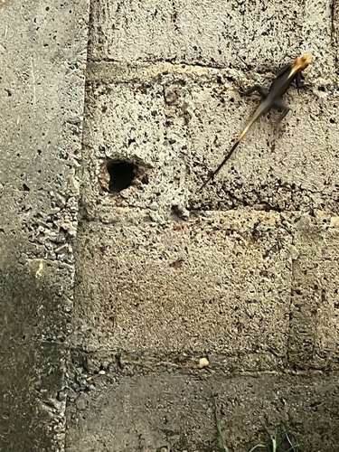 Peters's Rock Agama
