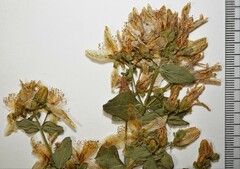 Hypericum maculatum obtusiusculum