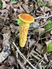 Aureoboletus betula