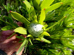 Leucadendron meridianum