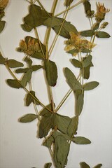 Hypericum maculatum obtusiusculum