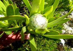 Leucadendron meridianum