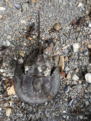 Limulus polyphemus