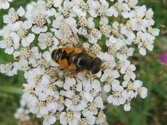 Eristalis horticola