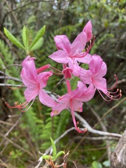 Rhododendron