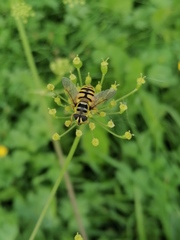 Myathropa florea