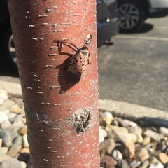 Lycorma delicatula