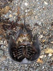 Limulus polyphemus