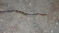 Rhinocheilus lecontei