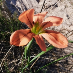 Moraea flaccida