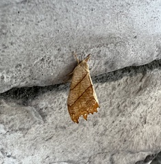 Drepana bilineata