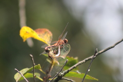 Sympetrum flaveolum