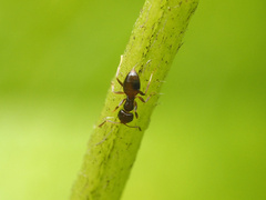 Brachymyrmex obscurior