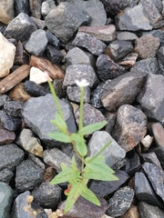 Epilobium pseudorubescens
