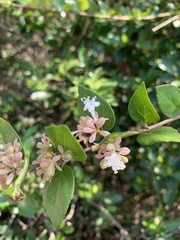 Abelia