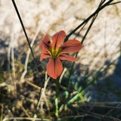 Moraea flaccida