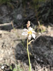 Trachyandra divaricata