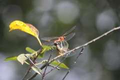 Sympetrum flaveolum