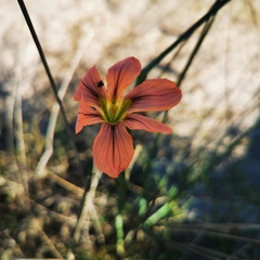 Moraea flaccida