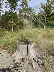 Oenothera parviflora