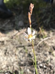 Trachyandra divaricata