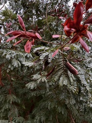 Peltophorum