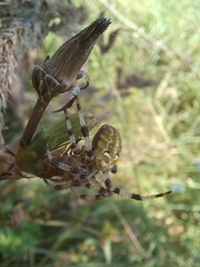 Araneus quadratus
