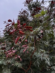 Peltophorum