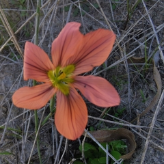 Moraea flaccida