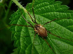 Mitopus morio
