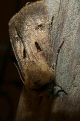 Agrotis exclamationis